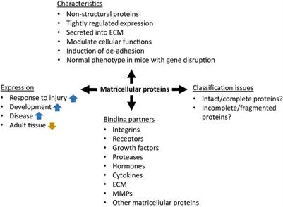 Matricellular proteins in cutaneous wound healing